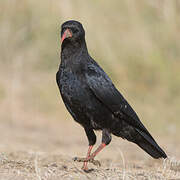 Red-billed Chough