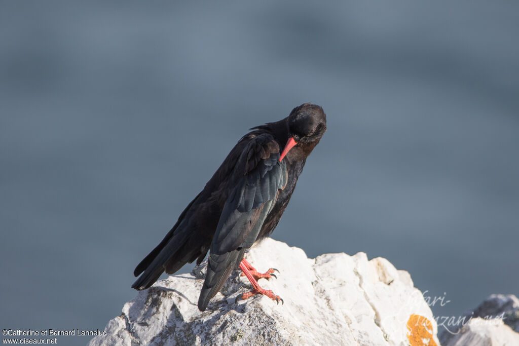 Red-billed Choughadult, care