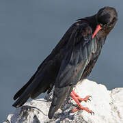 Red-billed Chough