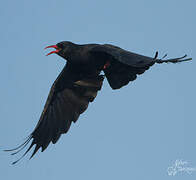 Red-billed Chough