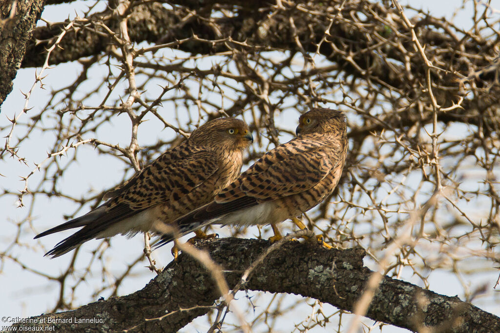 Greater Kestreladult, Reproduction-nesting