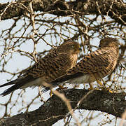 Greater Kestrel