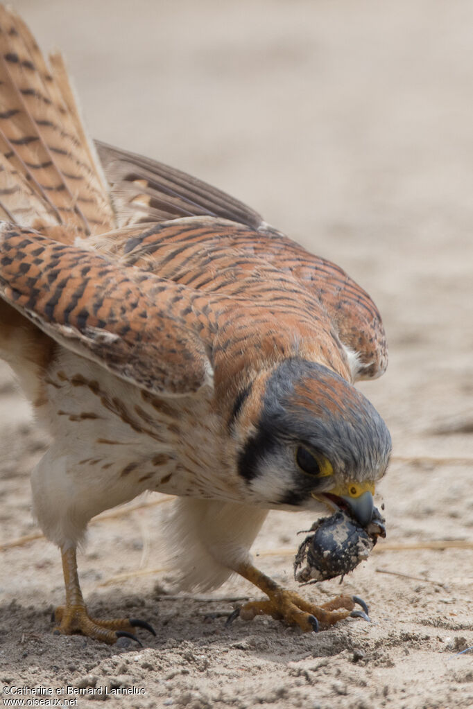 American Kestrel female, feeding habits