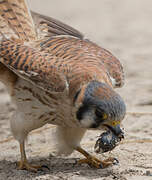 American Kestrel