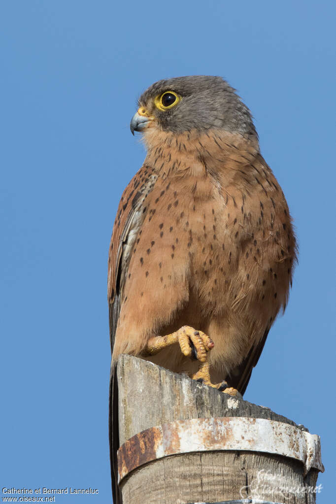 Rock Kestrel male adult, close-up portrait, aspect, Behaviour