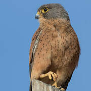 Rock Kestrel