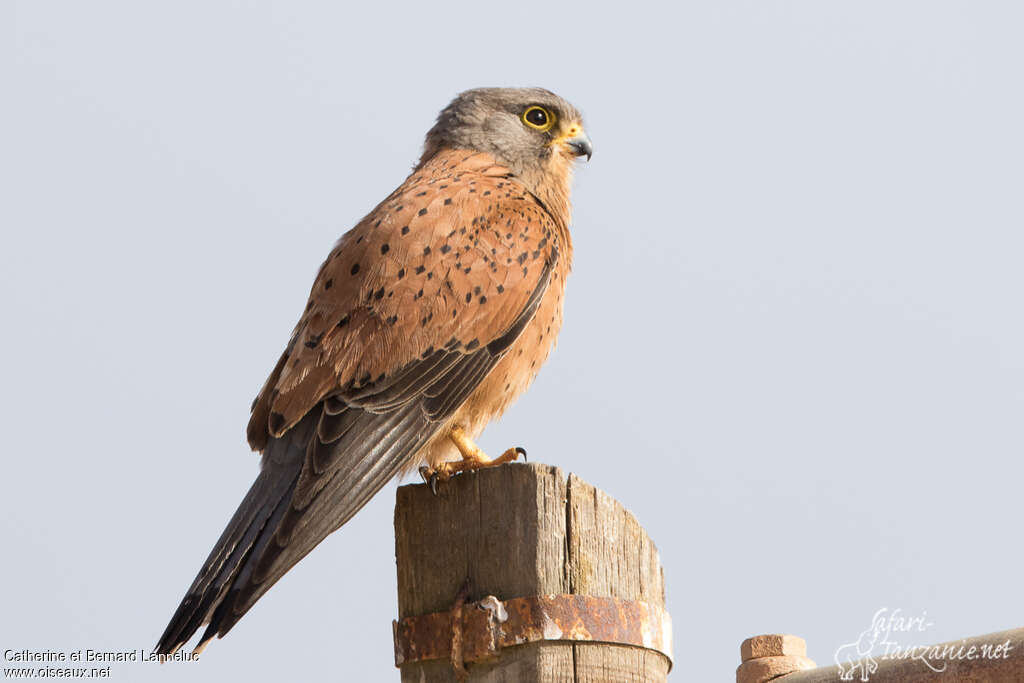 Rock Kestrel male adult, identification