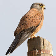 Rock Kestrel