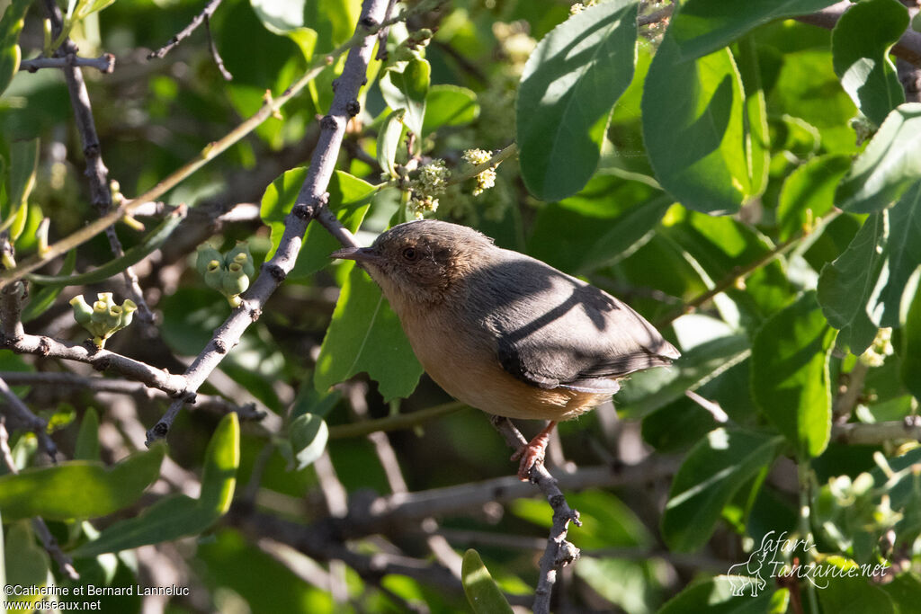 Red-faced Crombecadult, identification