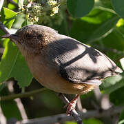 Red-faced Crombec