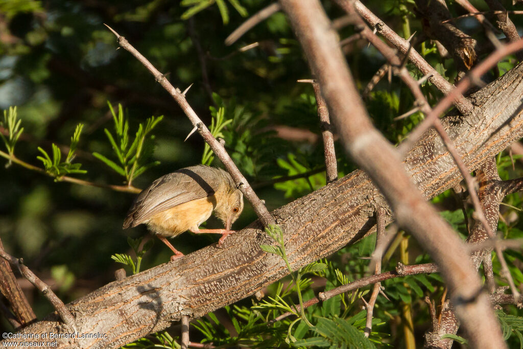 Long-billed Crombec, identification, feeding habits