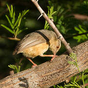 Long-billed Crombec