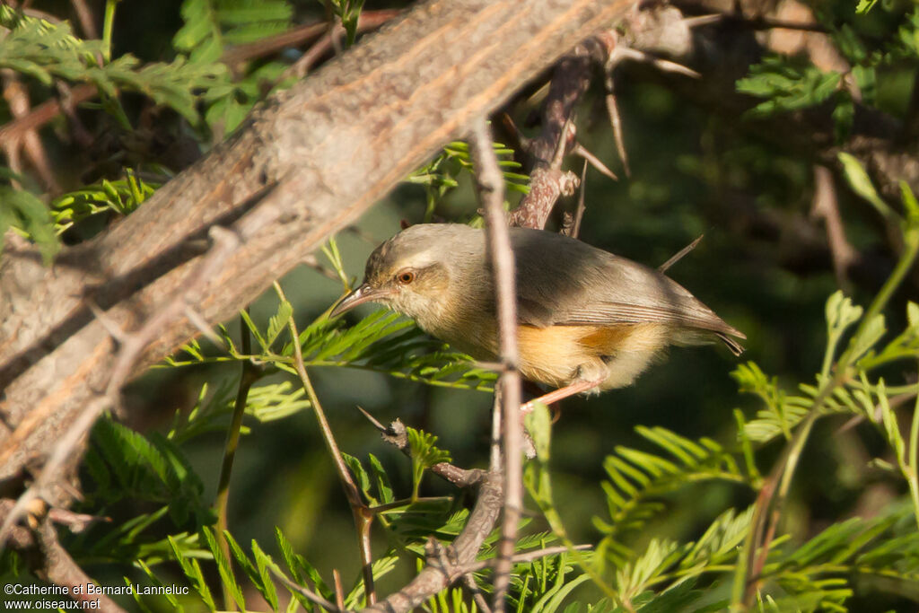 Crombec à long bec, identification