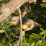 Long-billed Crombec