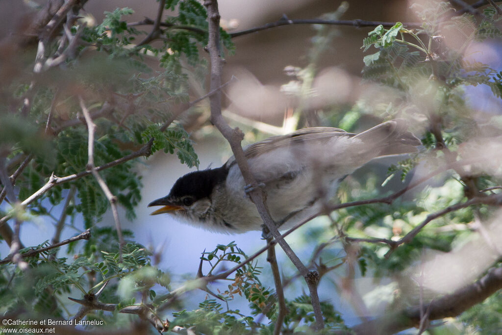 Black-backed Puffbackjuvenile