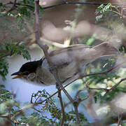 Black-backed Puffback