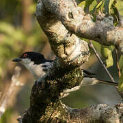 Black-backed Puffback