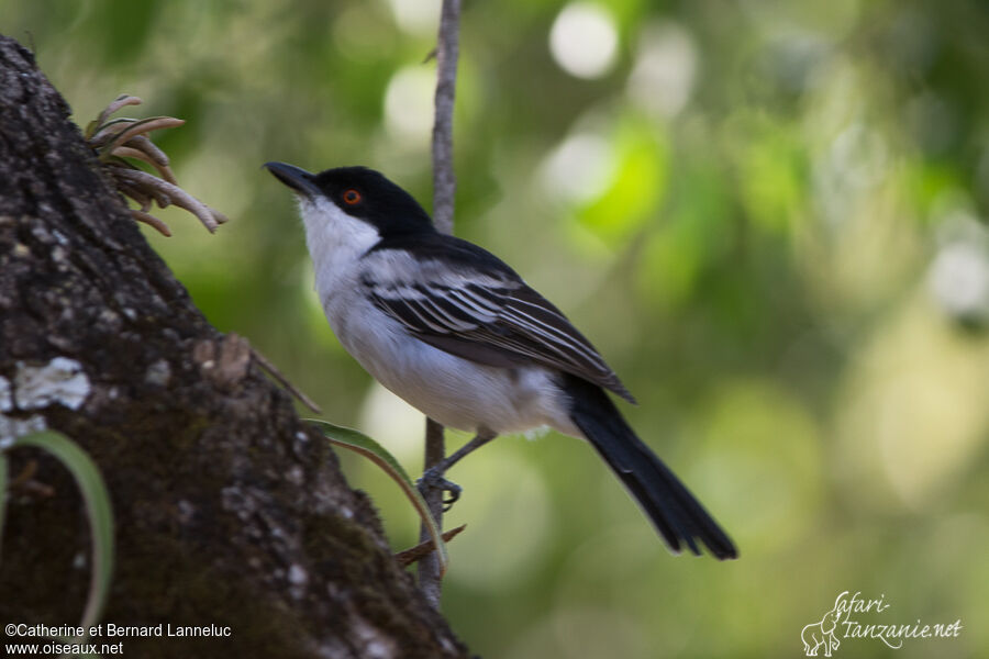 Northern Puffbackadult, identification