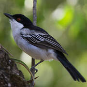 Northern Puffback