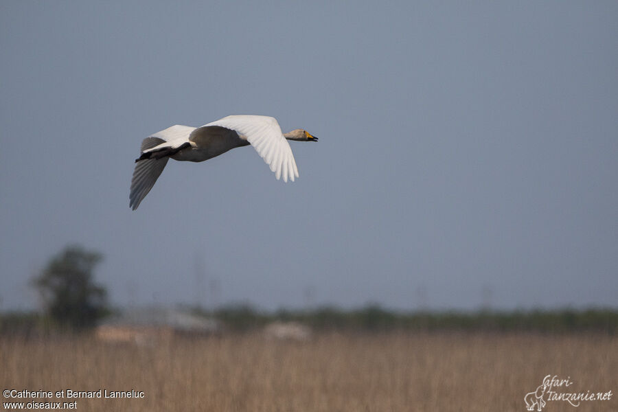 Whooper Swanadult, Flight