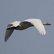 Whooper Swan