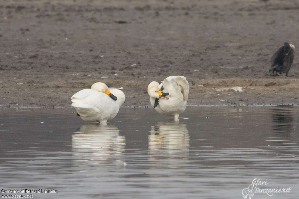 Cygne de Bewickadulte, soins