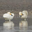 Cygne de Bewick