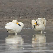 Tundra Swan