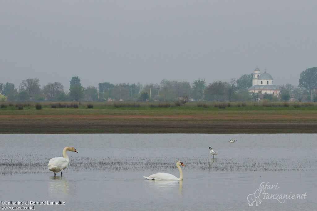 Cygne tuberculé