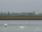 Cygne tuberculé