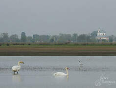 Cygne tuberculé