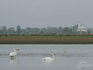 Cygne tuberculé