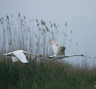 Cygne tuberculé