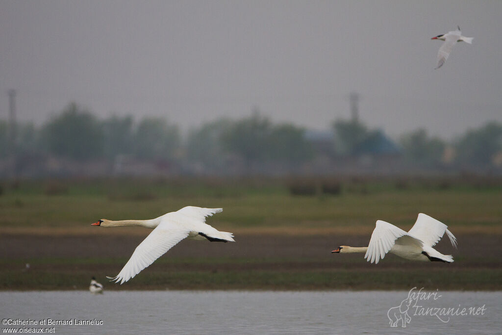 Cygne tuberculé, Vol