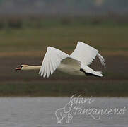 Cygne tuberculé