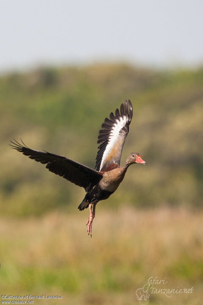 Dendrocygne à ventre noiradulte, Vol