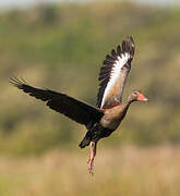 Dendrocygne à ventre noir