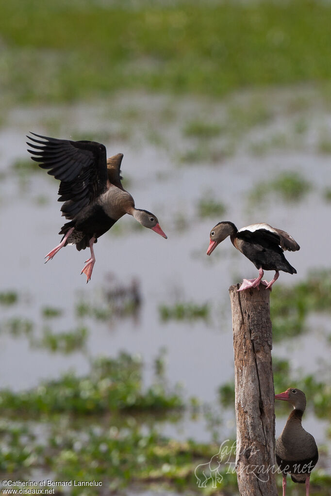 Dendrocygne à ventre noiradulte, Comportement