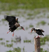 Dendrocygne à ventre noir