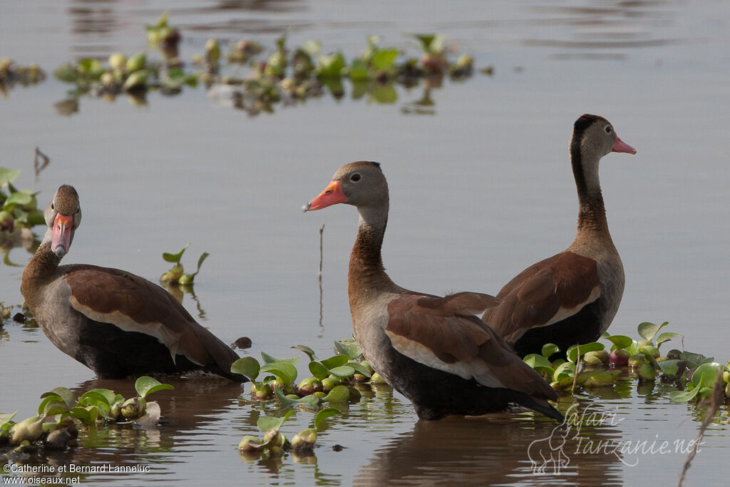 Dendrocygne à ventre noiradulte