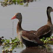 Dendrocygne à ventre noir