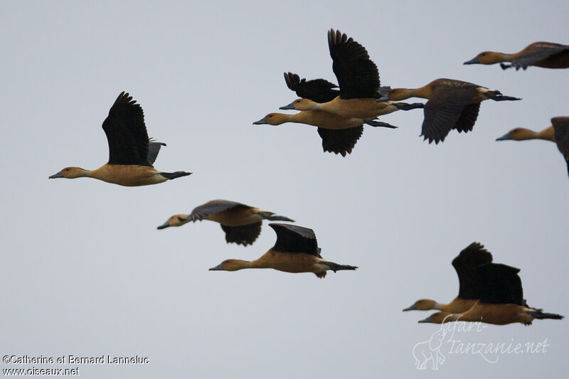 Fulvous Whistling Duck, Flight