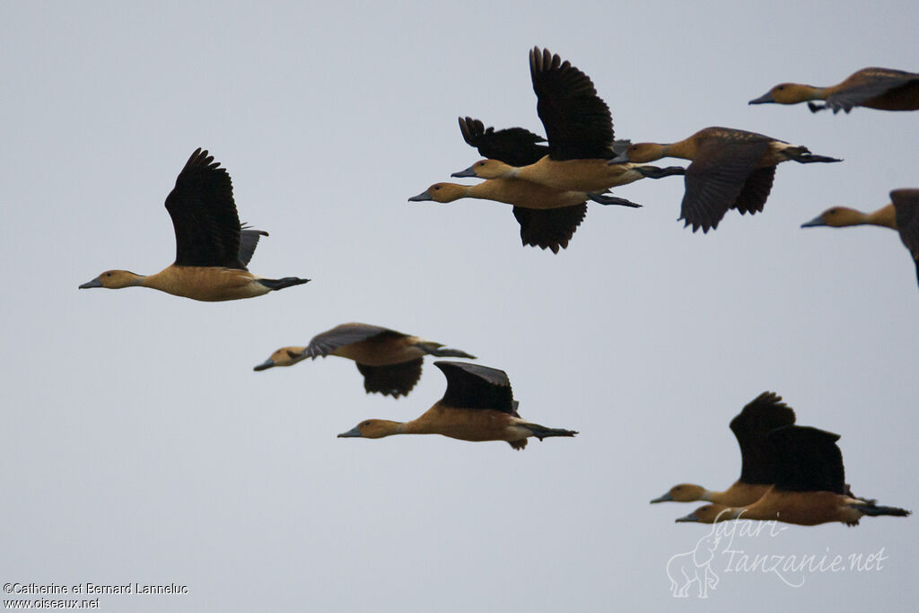 Dendrocygne fauve, Vol