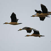 Fulvous Whistling Duck