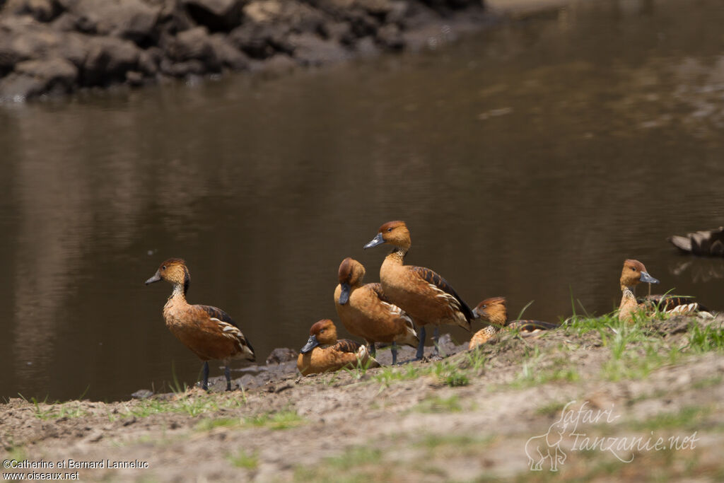 Fulvous Whistling Duck