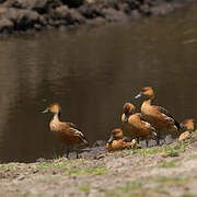 Fulvous Whistling Duck