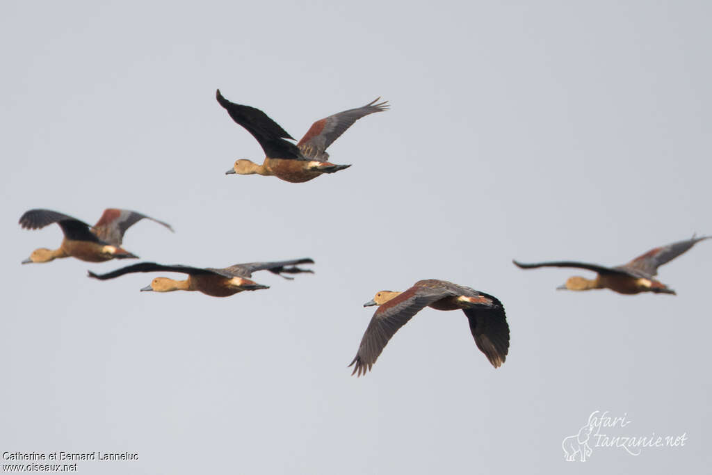 Lesser Whistling Duckadult, Flight