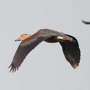 Dendrocygne siffleur