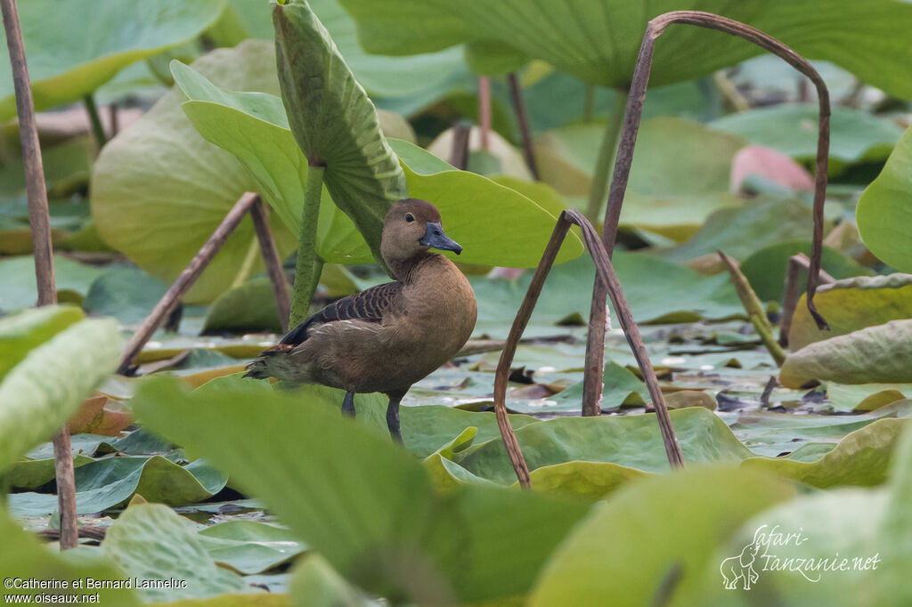 Lesser Whistling Duckadult, habitat