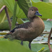 Lesser Whistling Duck